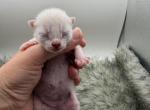 Dolly - Bengal Kitten For Sale - ME&comma; US