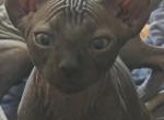 RICKY - Sphynx Kitten For Sale - IL&comma; US