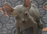 MIKEY - Sphynx Kitten For Sale - IL&comma; US