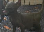 Zella - Sphynx Kitten For Sale - IL&comma; US