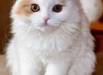Hudson - Scottish Fold Kitten For Sale - Warwick&comma; NY&comma; US