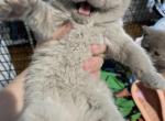 Kitten 4 - Scottish Straight Kitten For Sale - Portsmouth&comma; RI&comma; US