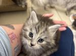 Noodle - Domestic Kitten For Sale - 