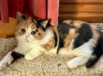 Grace - Scottish Straight Kitten For Sale - Warwick&comma; NY&comma; US