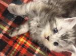 Cinnamon - Domestic Kitten For Sale - 