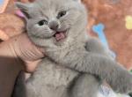 Kitten 5 - Scottish Straight Kitten For Sale - Portsmouth&comma; RI&comma; US