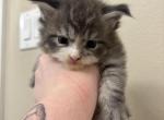 Frank - Domestic Kitten For Sale - 