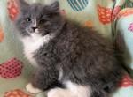 Wilbur - Siberian Kitten For Sale - Clintwood&comma; VA&comma; US