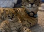 KELLY  BROWN MARKS - Savannah Kitten For Sale - Minneapolis&comma; MN&comma; US