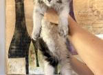 Esctaticcoon  O - Maine Coon Kitten For Sale - 