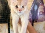 Ecstaticcoon O - Maine Coon Kitten For Sale - 