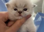 British Shorthair - British Shorthair Kitten For Sale - 