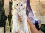Ecstatic coon O - Maine Coon Kitten For Sale - Redding&comma; CA&comma; US