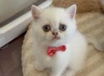 Princess - Scottish Straight Kitten For Sale - Minneapolis&comma; MN&comma; US