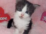 Aruchi - Maine Coon Kitten For Sale - 