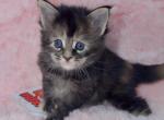 Alaia - Maine Coon Kitten For Sale - 