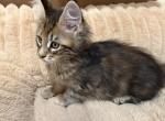 Fanta - Maine Coon Kitten For Sale - 