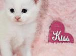 Royce - Maine Coon Kitten For Sale - Miami&comma; FL&comma; US