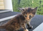 Gesell - Maine Coon Kitten For Sale - 