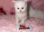 Alan - Maine Coon Kitten For Sale - 