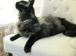 Luke LaPerm - LaPerm Cat For Sale - AL&comma; US