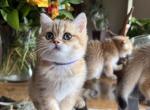 Tigers - Scottish Straight Kitten For Sale - Vancouver&comma; WA&comma; US