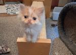 Leo - Persian Kitten For Sale - Sumner&comma; WA&comma; US
