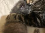 Little Kitty and Big kitty - Domestic Cat For Adoption - Chattanooga&comma; TN&comma; US