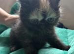 Exotic tortie - Exotic Kitten For Sale - 