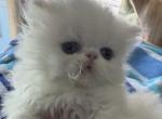 Persian solid white female - Persian Kitten For Sale - Palm Coast&comma; FL&comma; US