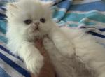 Exotic Longhair white female - Exotic Kitten For Sale - 