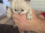 Kingston - Persian Kitten For Sale - Spruce Pine&comma; NC&comma; US