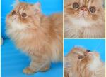 Cute chubby exotic longhair female kitten - Persian Kitten For Sale - 