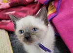 Seal point female - Siamese Kitten For Sale - Wayland&comma; MA&comma; US