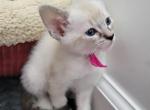 Lynx Seal point girl - Siamese Kitten For Sale - Wayland&comma; MA&comma; US