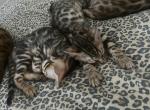 Indira and Amenti - Bengal Kitten For Sale - Las Vegas&comma; NV&comma; US