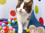 Kiki - Munchkin Kitten For Sale - Neosho&comma; MO&comma; US