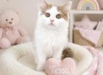 Tessa - Munchkin Kitten For Sale - Neosho&comma; MO&comma; US