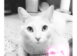 Hank - Domestic Cat For Sale - Belshaw&comma; IN&comma; US