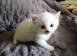 CravenBlues Ragdoll - Ragdoll Kitten For Sale - NC&comma; US