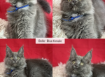 Belle - Maine Coon Kitten For Sale - Dublin&comma; GA&comma; US