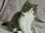 Obi - Persian Kitten For Sale - Delta&comma; PA&comma; US