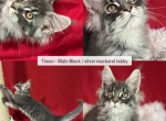 Timon - Maine Coon Kitten For Sale - GA&comma; US
