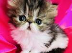 Lucky1 - Persian Kitten For Sale - Philadelphia&comma; PA&comma; US