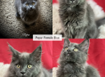 Pepa - Maine Coon Kitten For Sale - Dublin&comma; GA&comma; US