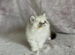 Ewok - Persian Kitten For Sale - Delta&comma; PA&comma; US