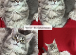 Winnie - Maine Coon Kitten For Sale - Dublin&comma; GA&comma; US