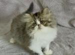 Leia - Persian Kitten For Sale - Delta&comma; PA&comma; US