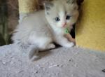 Jojo - Ragdoll Kitten For Sale - Reading&comma; PA&comma; US