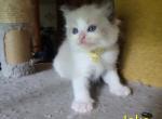 Jake - Ragdoll Kitten For Sale - 